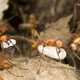 Illustration for article titled Enslaved worker ants fight back through acts of sabotage